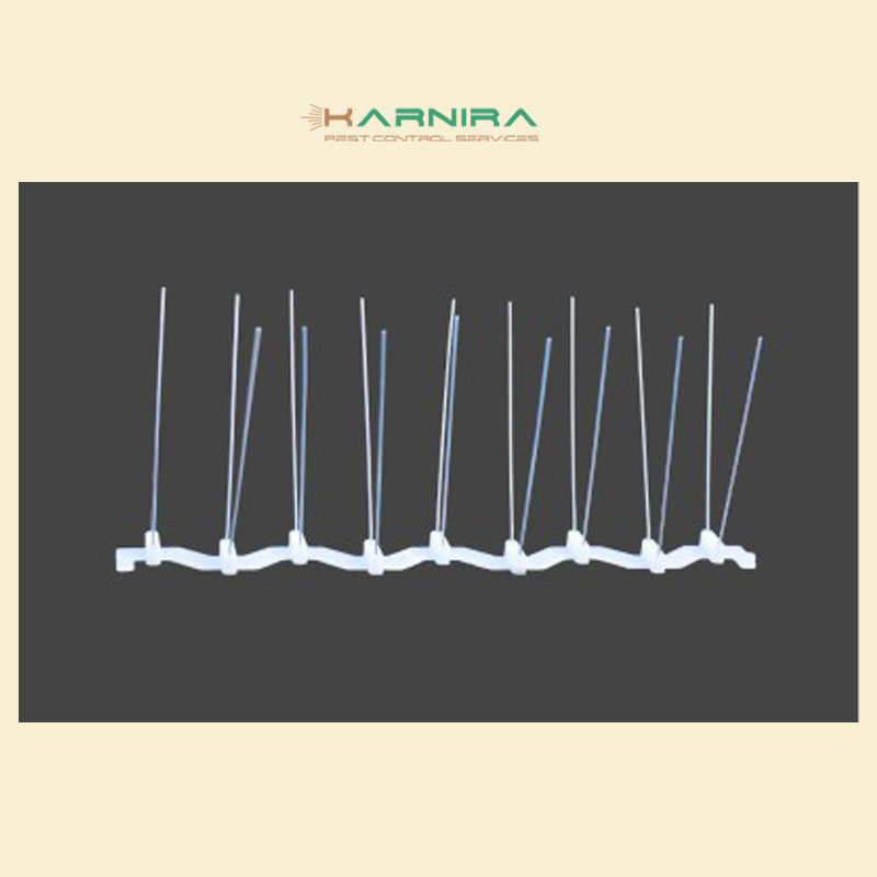 پرنده پران نشینک