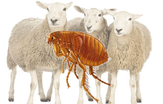 کک در دامداری